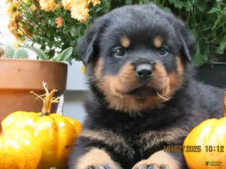 Rottweiler dogs Rottweiler 1 Rayne - Ad 21