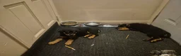 Rottweiler dogs for sale: Rottweiler 4 - Ad 1