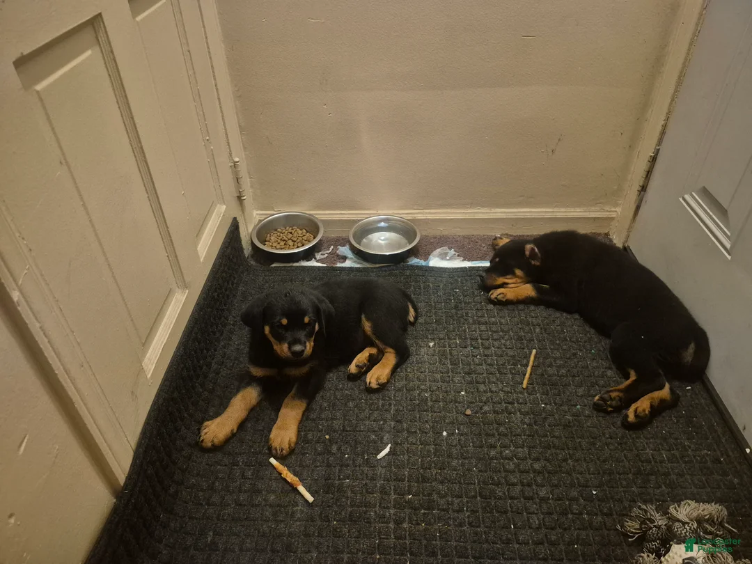 Rottweiler dogs for sale: Rottweiler 4 - Ad 1