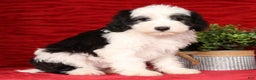 Mini Sheepadoodle dogs for sale: Henry - Ad 3