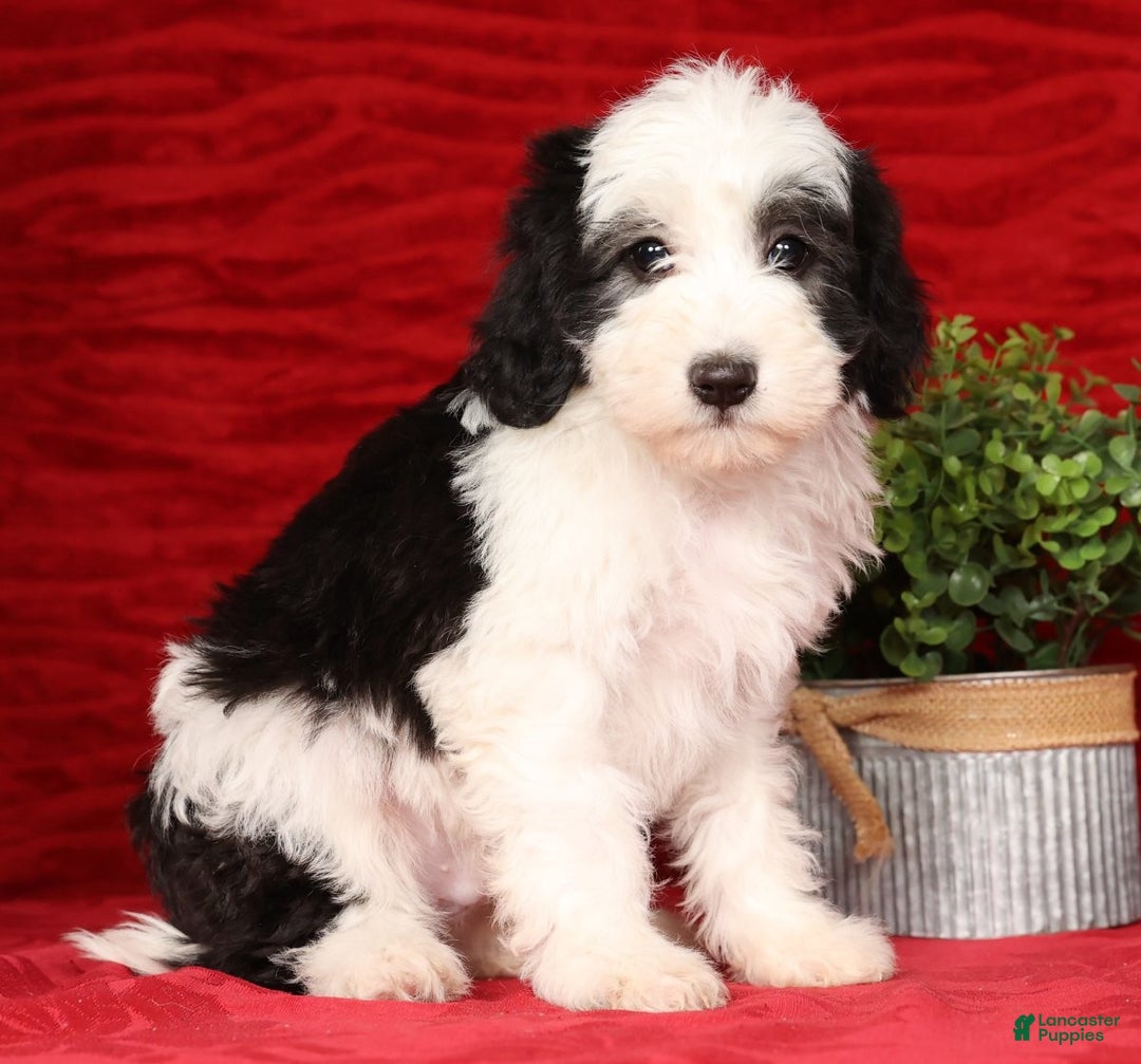 Mini Sheepadoodle dogs for sale: Henry - Ad 3