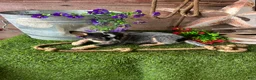 Australian Cattle Dog dogs for sale: Australian Cattle Dog 2 - Ad 5