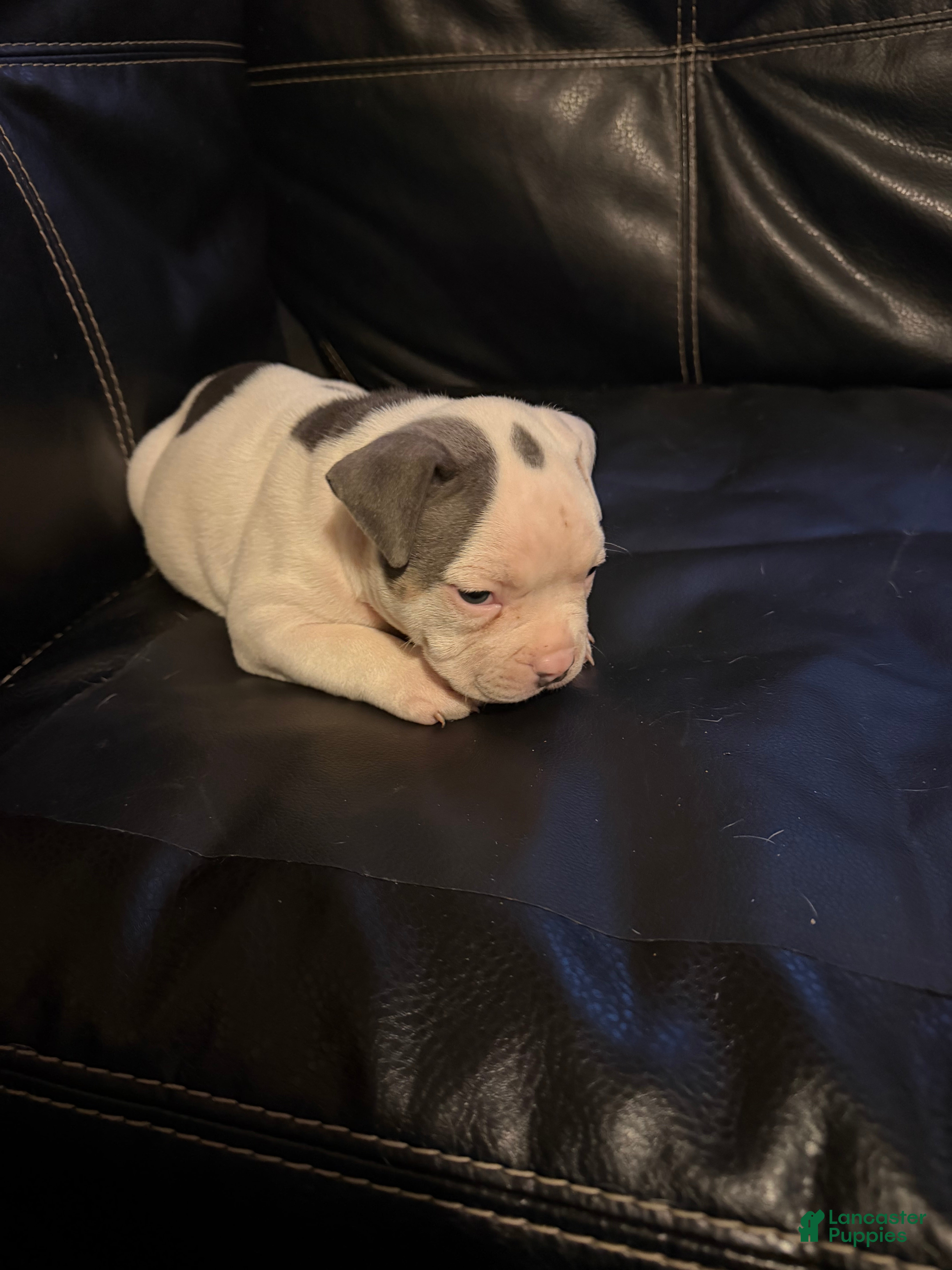 American Bully dogs for sale: Spotty - Ad 1