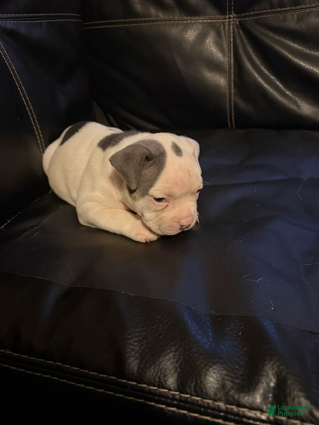 American Bully dogs for sale: Spotty - Ad 1