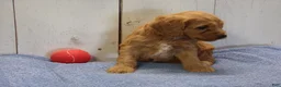 Cockapoo dogs for sale: Barney - Ad 3