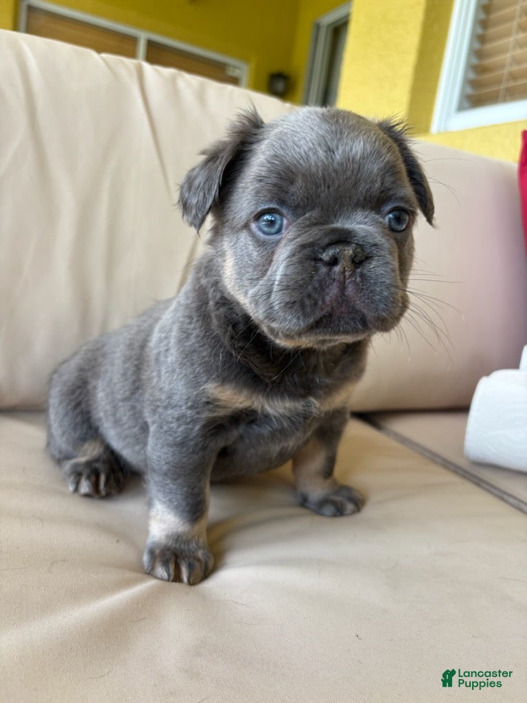 French Bulldog dogs for sale: Saint - Ad 1