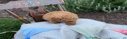 Toy Poodle dogs for sale: Grace - Ad 7