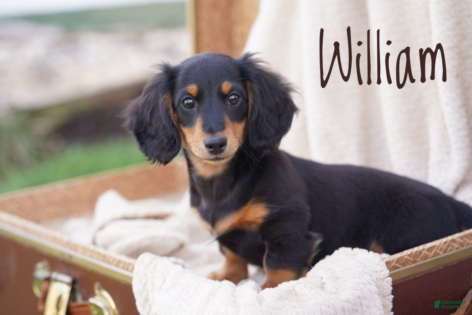 Dachshund dogs William  - Ad 1