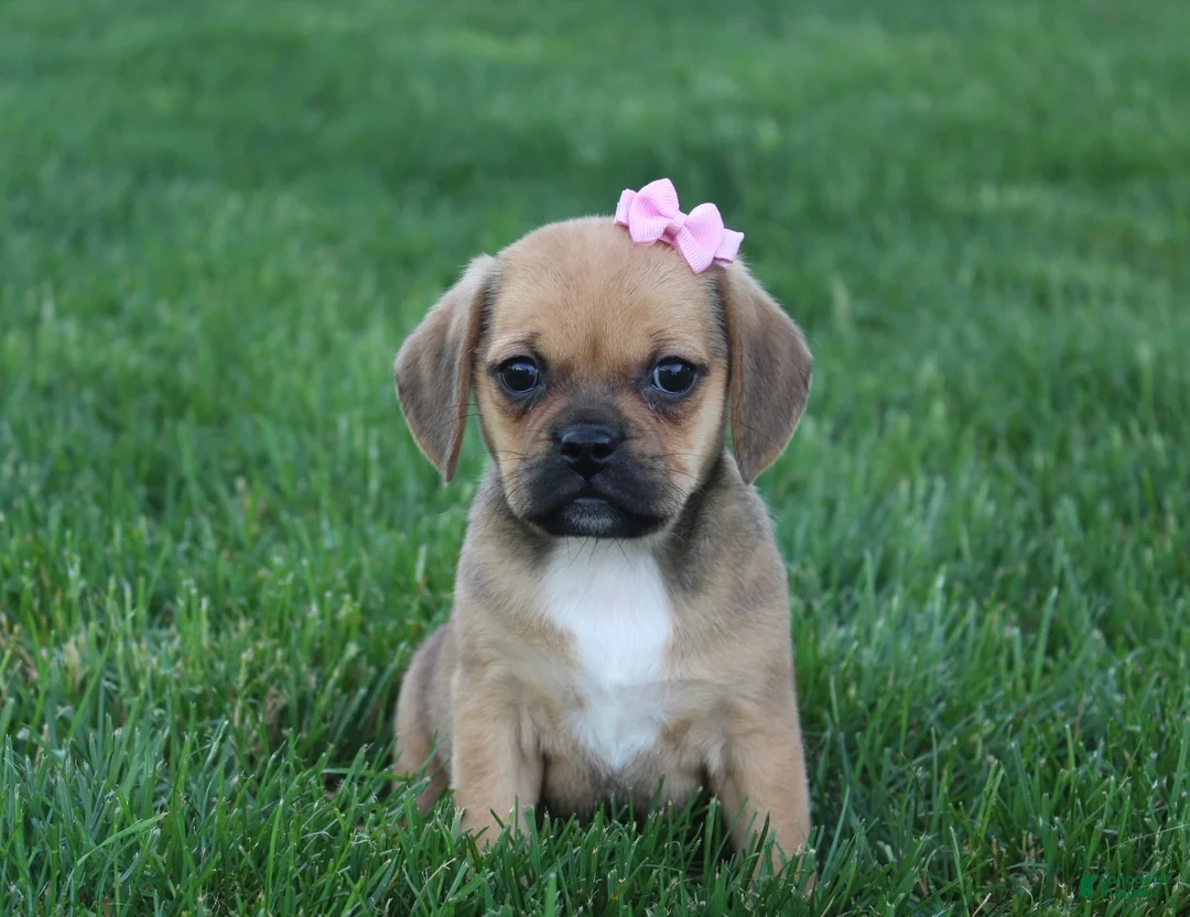 Puggle dogs for sale: Arvada  - Ad 1