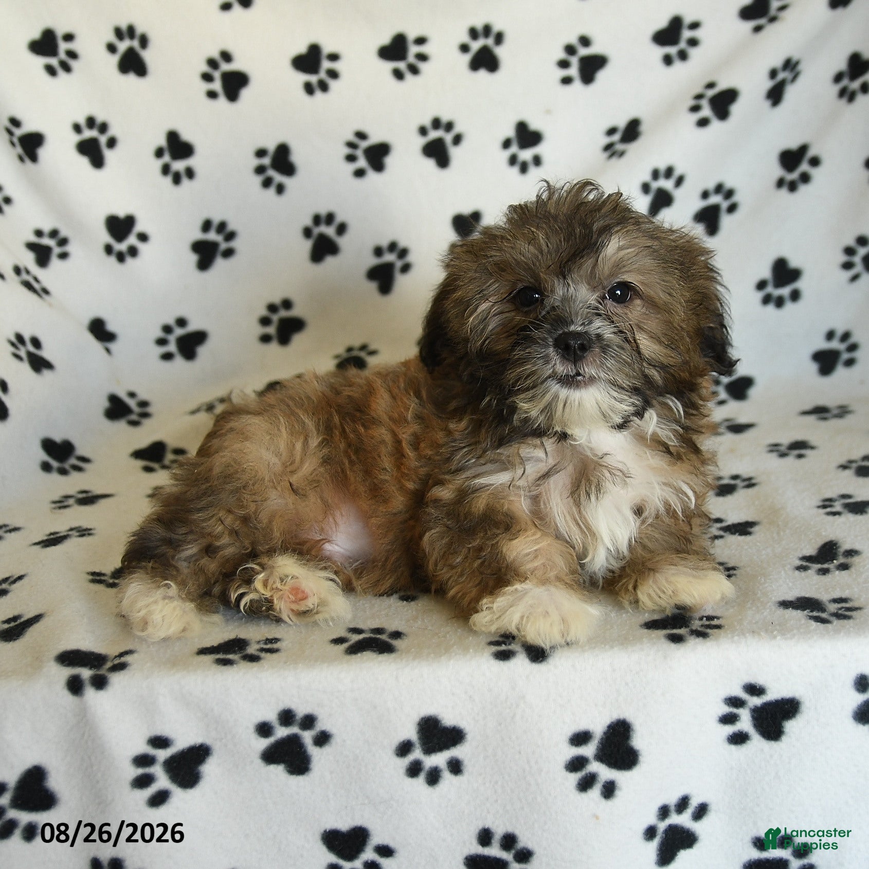 Mixed Breed dogs Uriel - Ad 2
