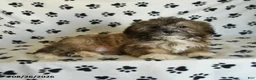 Mixed Breed dogs for sale: Uriel - Ad 9