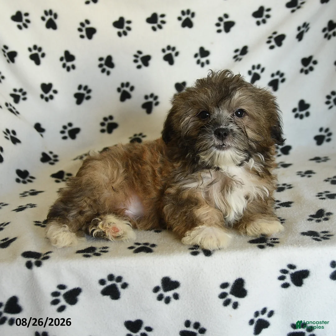 Mixed Breed dogs for sale: Uriel - Ad 2