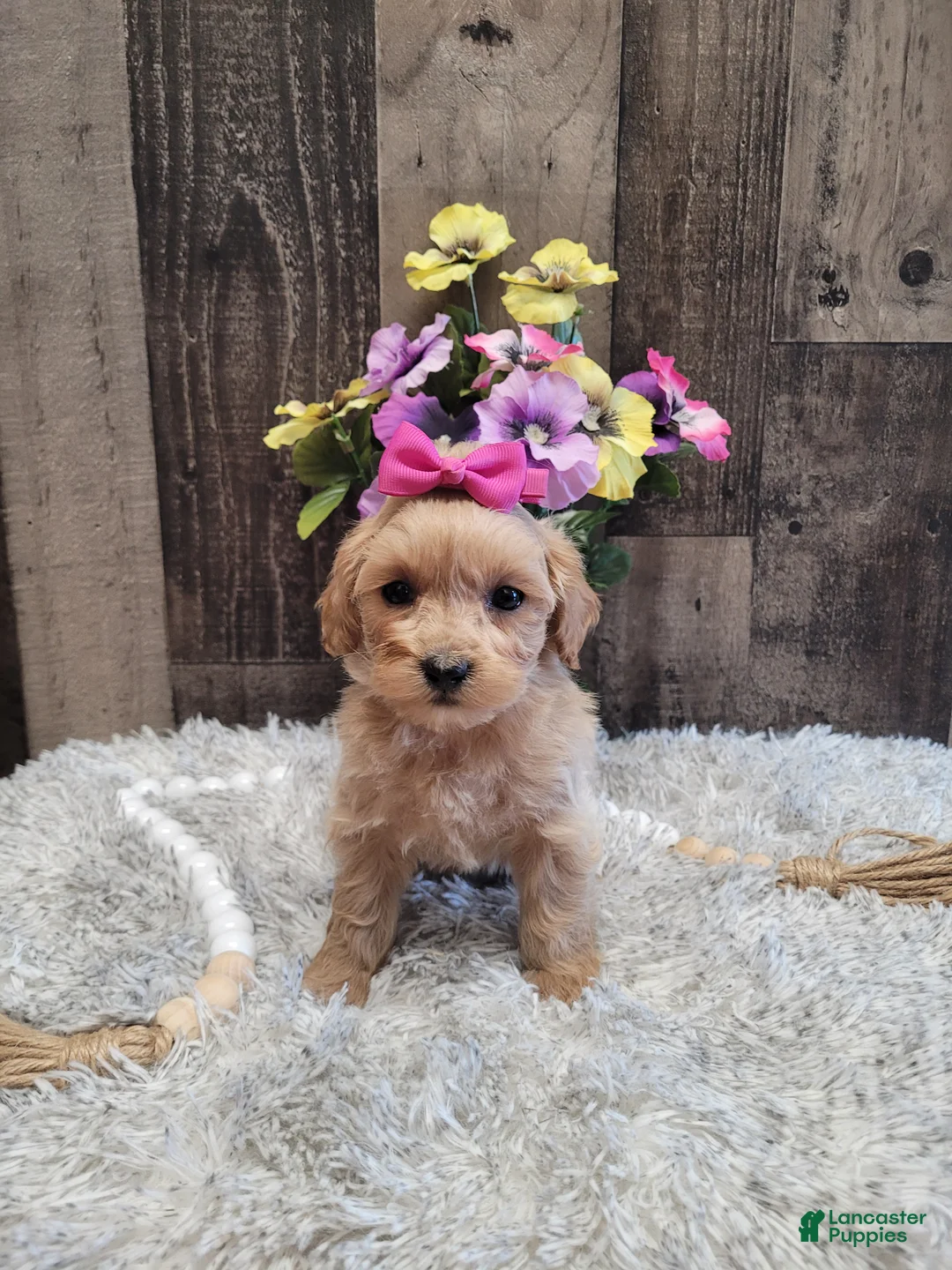Mixed Breed dogs for sale: Haley - Ad 1