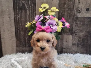 Mixed Breed dogs for sale: Haley - Ad 3