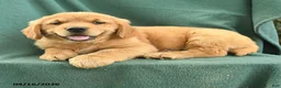 Golden Retriever dogs for sale: Roy  - Ad 2