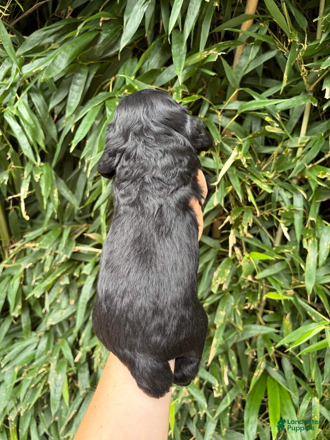 Cocker Spaniel dogs for sale: Cocker Spaniel 4 - Ad 2