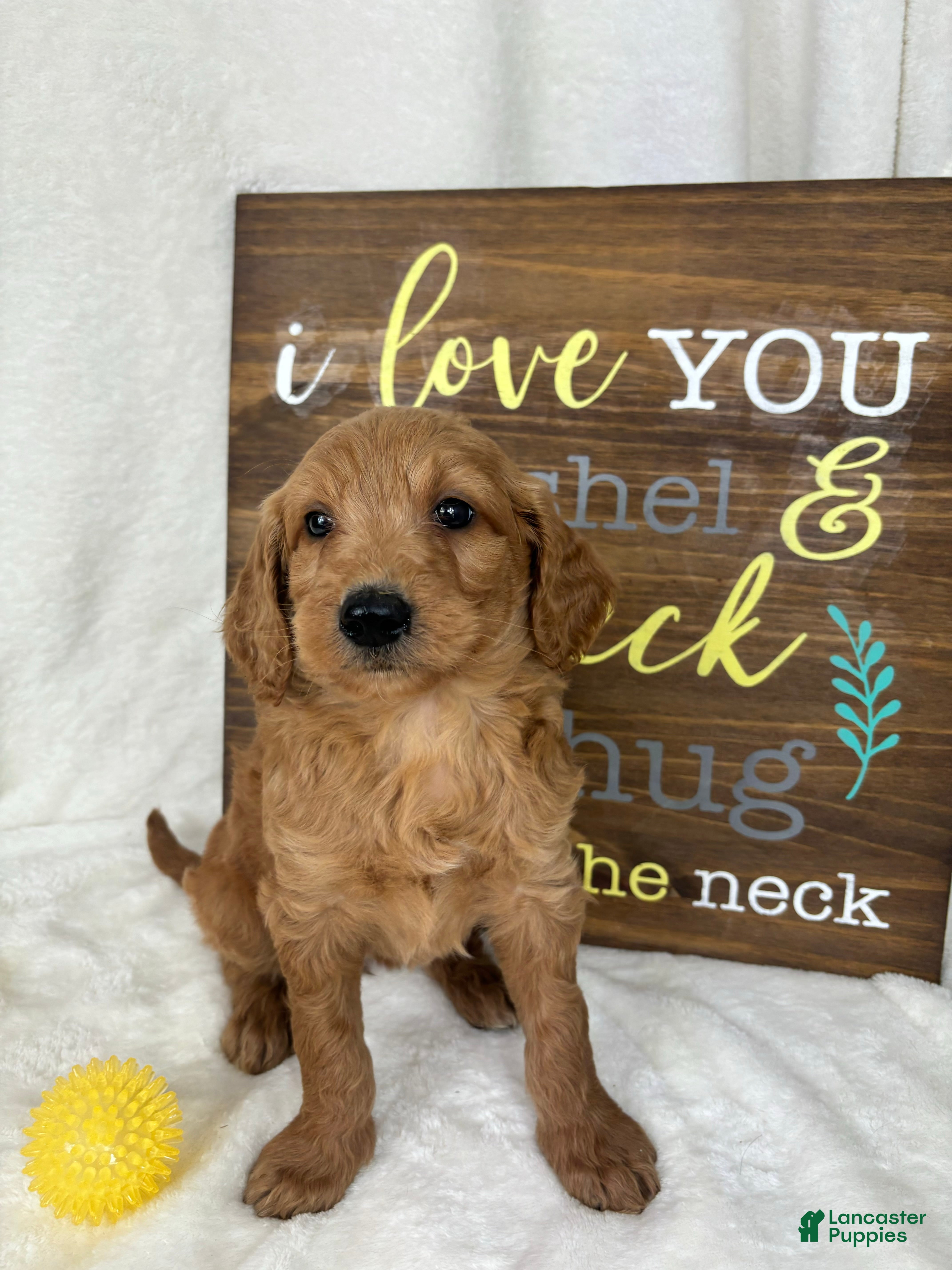 Mini Goldendoodle dogs Maryann - Ad 2