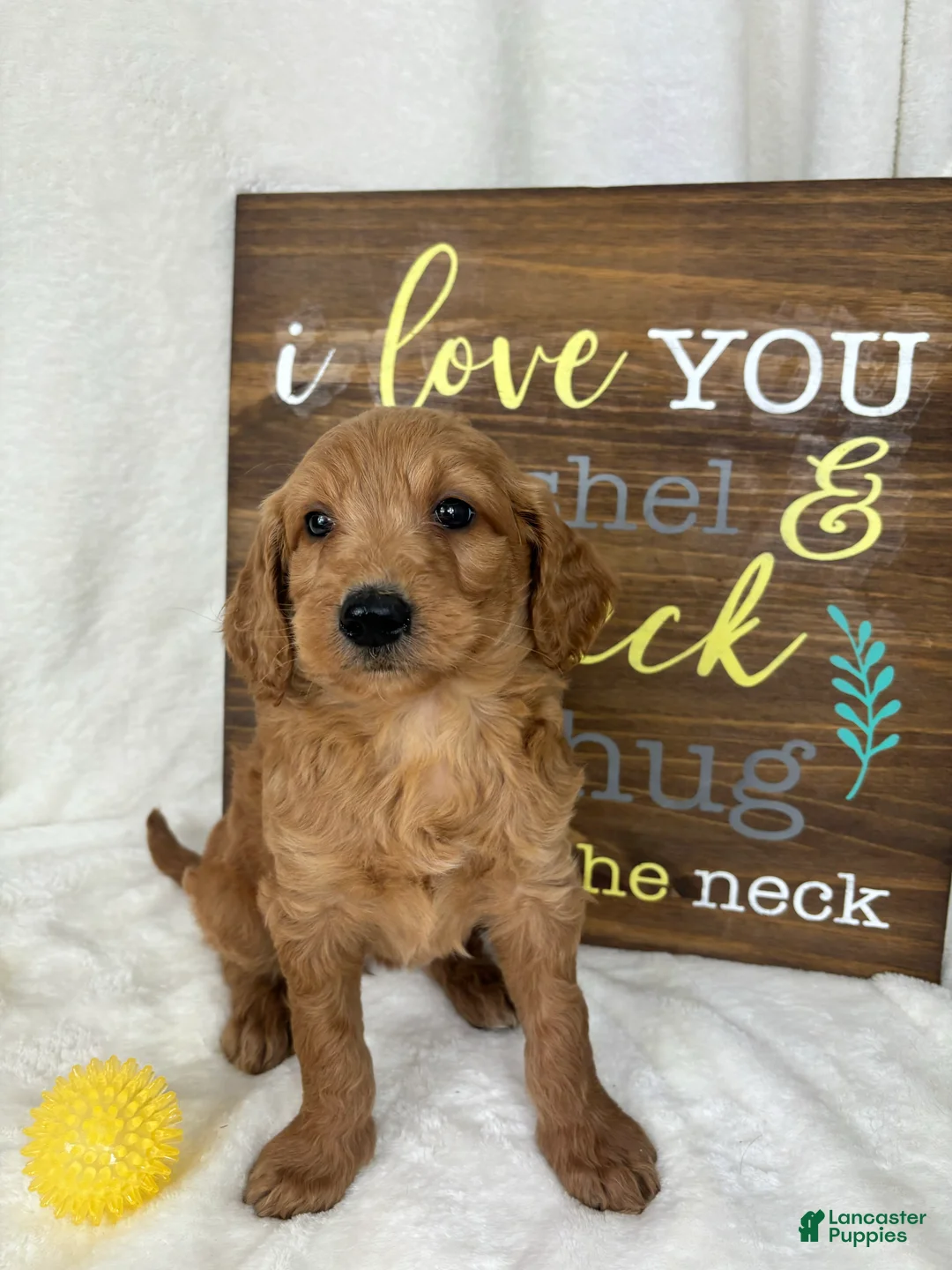 Mini Goldendoodle dogs for sale: Maryann - Ad 1