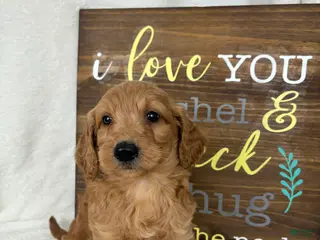 Mini Goldendoodle dogs Maryann - Ad 2