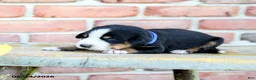 Greater Swiss Mountain Dog dogs for sale: Christoph - Ad 3