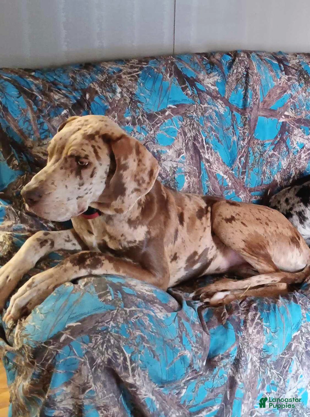 Great Dane dogs for sale: Doc - Ad 2