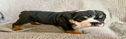 English Bulldog dogs for sale: Tia - Ad 6