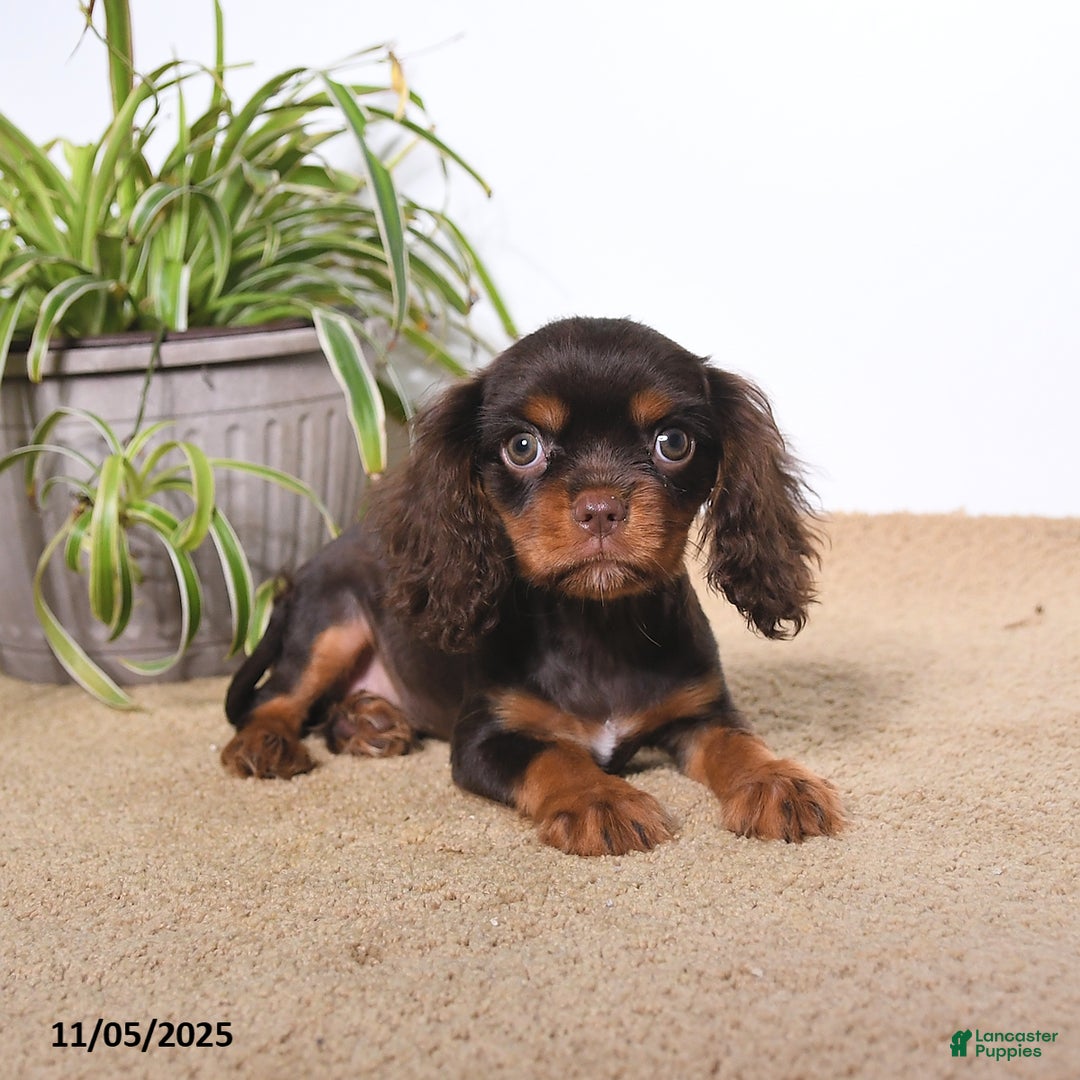 Cavalier King Charles Spaniel dogs for sale: Monty - Ad 2