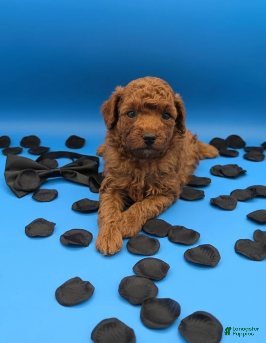 Toy Poodle dogs for sale: Oliver 🖤 - Ad 16