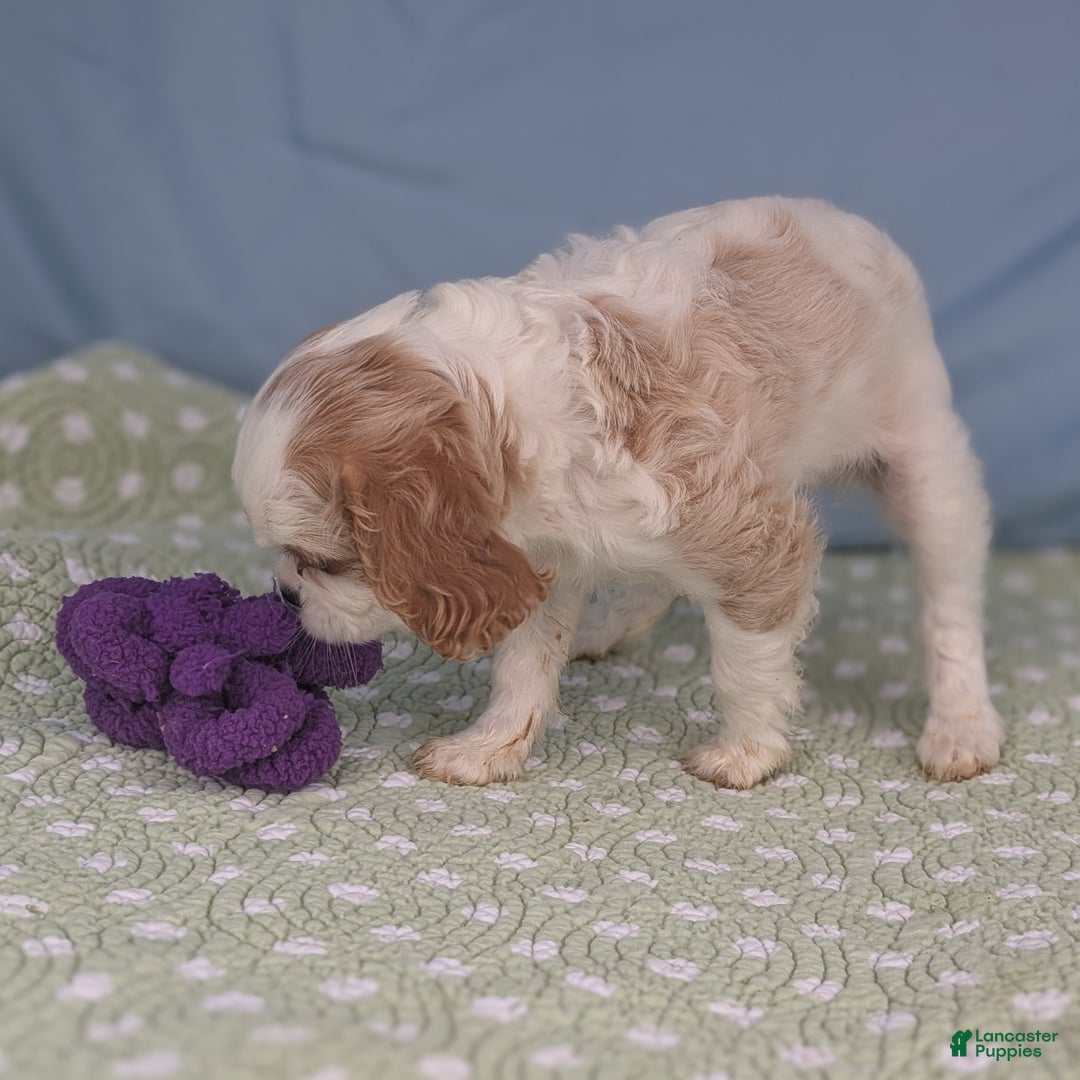 Cavalier King Charles Spaniel dogs for sale: Zazzles - Ad 4