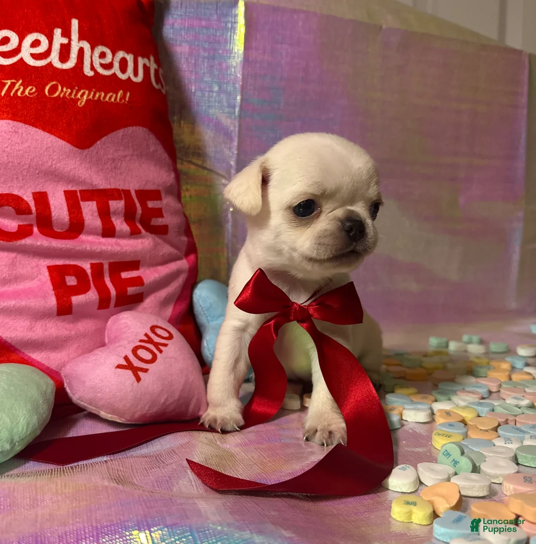 Pug dogs for sale: Nilla - Ad 1