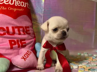 Pug dogs Nilla - Ad 31