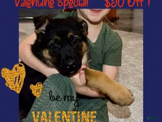 German Shepherd dogs Reno - Ad 16