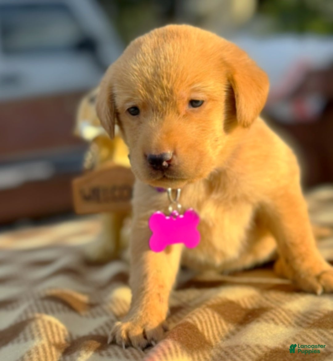 Labrador Retriever dogs for sale: Labrador Retriever Puppy 1 - Ad 9