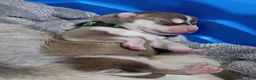 Siberian Husky dogs for sale: Light Green Collar 2nd Born - Temp Name Greene - Ad 10