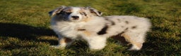 Australian Shepherd dogs for sale: Clara - Ad 7