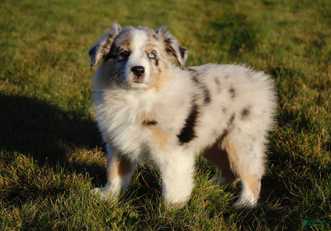 Australian Shepherd dogs for sale: Clara - Ad 7