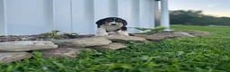 Beagle dogs for sale: Beagle 1 - Ad 4