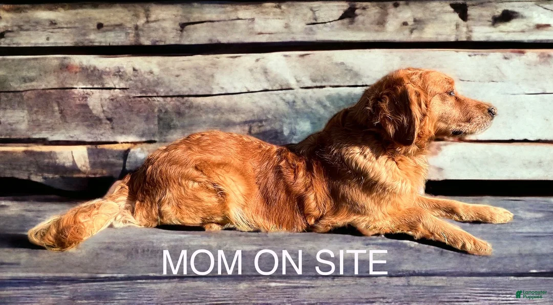 Golden Retriever dogs for sale: Golden Retriever Puppy 2 - Ad 9