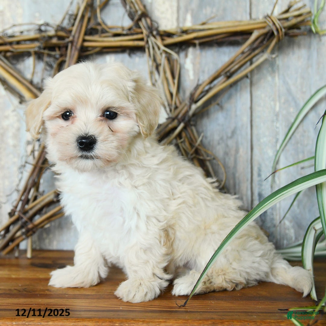 Maltipoo dogs for sale: Peace - Ad 2