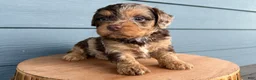 Cavapoo dogs for sale: Forrest - Ad 3