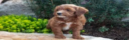 Mini Goldendoodle dogs for sale: Trey - Ad 3
