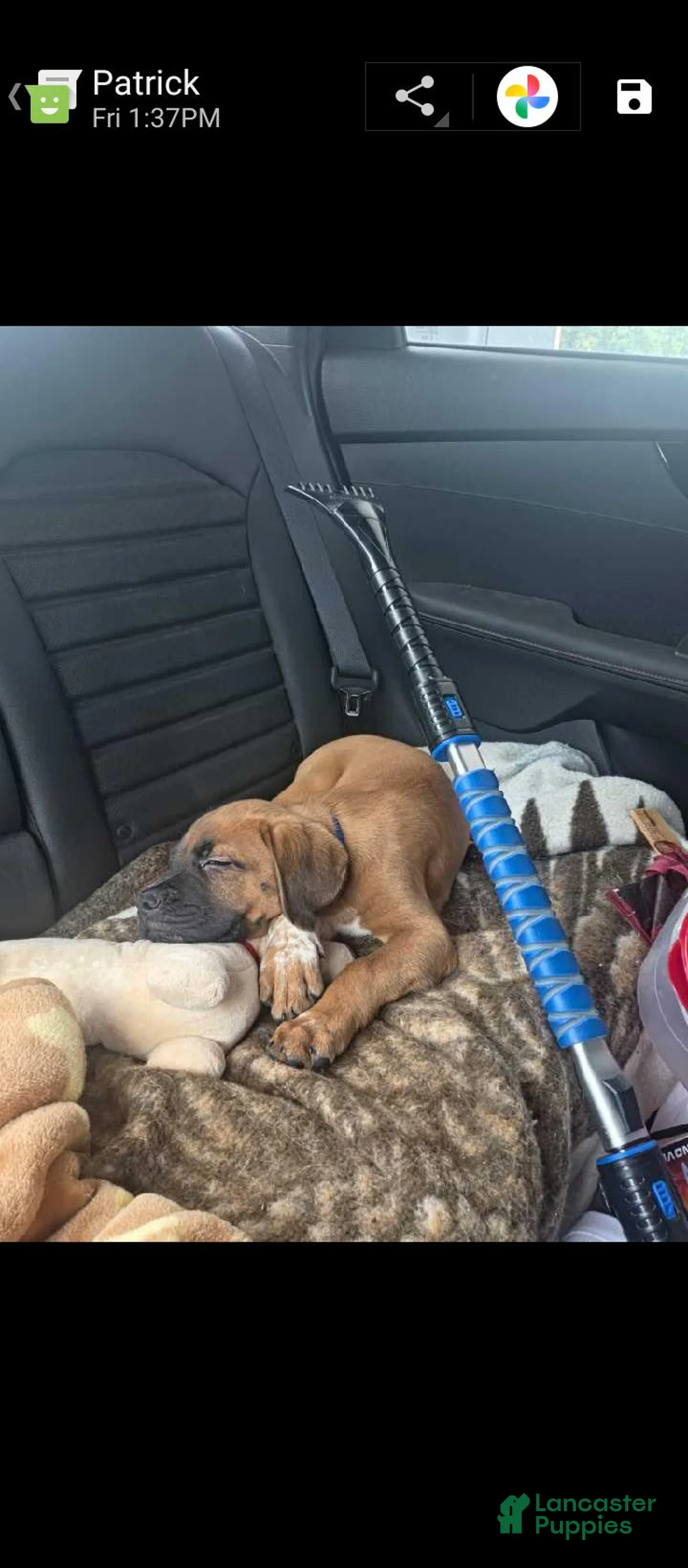 Mixed Breed dogs for sale: Mixed Breed 4 - Ad 1