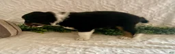 Australian Shepherd dogs for sale: Rex - Ad 4