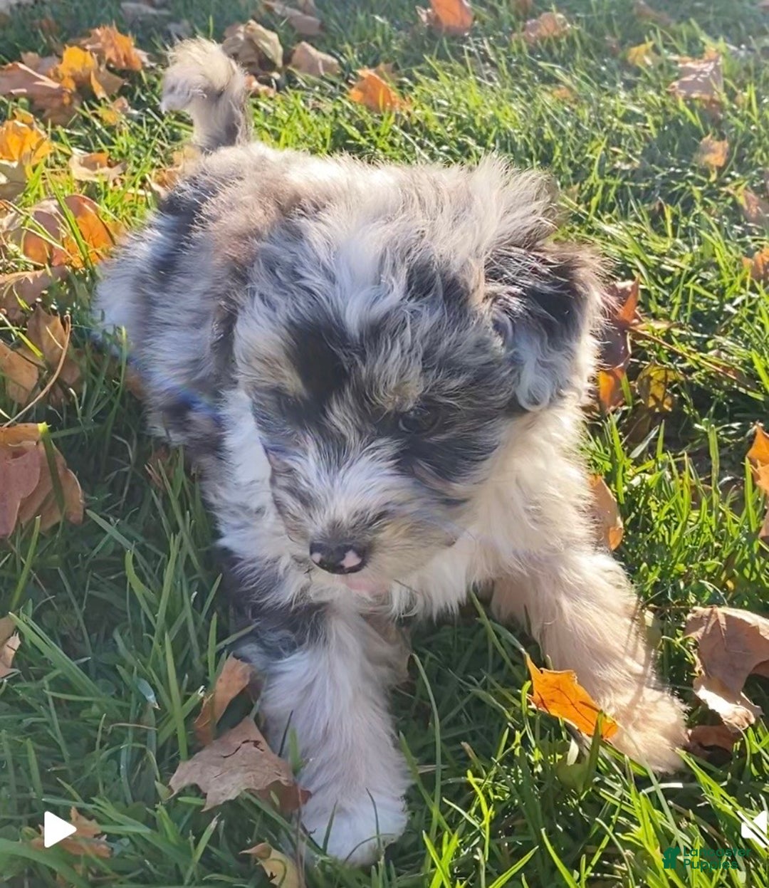 Mini Aussiedoodle dogs for sale: Lucy - Ad 4