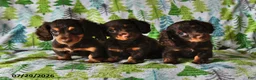 Miniature Dachshund dogs for sale: Teddy - Ad 5