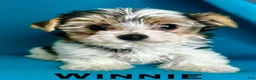 Biewer Terrier dogs for sale: Titan - Ad 4
