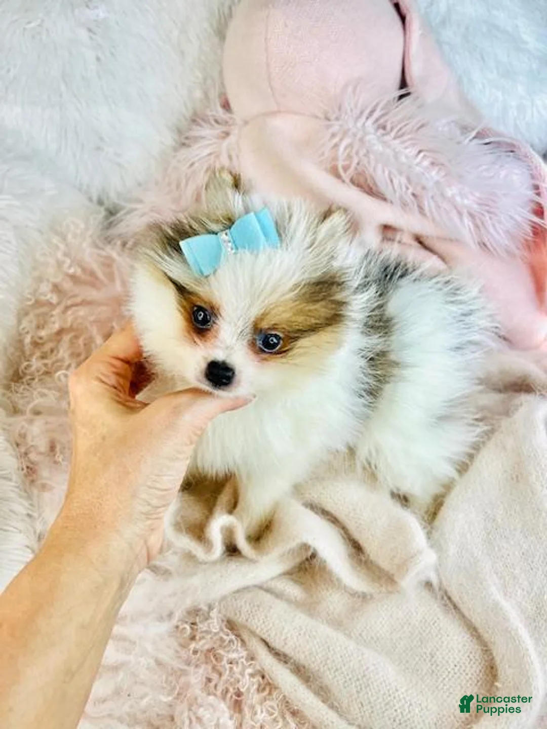 Pomeranian dogs for sale: Pomeranian Puppy 1 - Ad 1