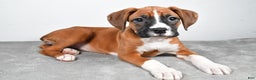 Boxer dogs for sale: Annie - Ad 3