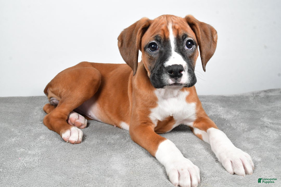 Boxer dogs for sale: Annie - Ad 3