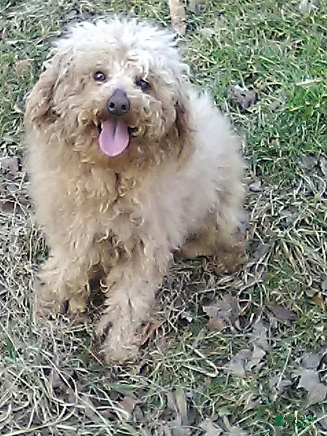 Mini Goldendoodle dogs for sale: Cody - Ad 7